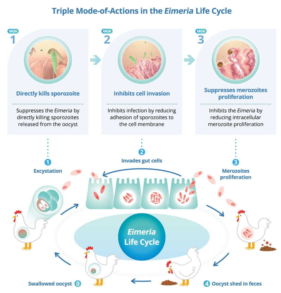 COXIELD Triple Mode-of-Actions in the Eimeria Life Cycle