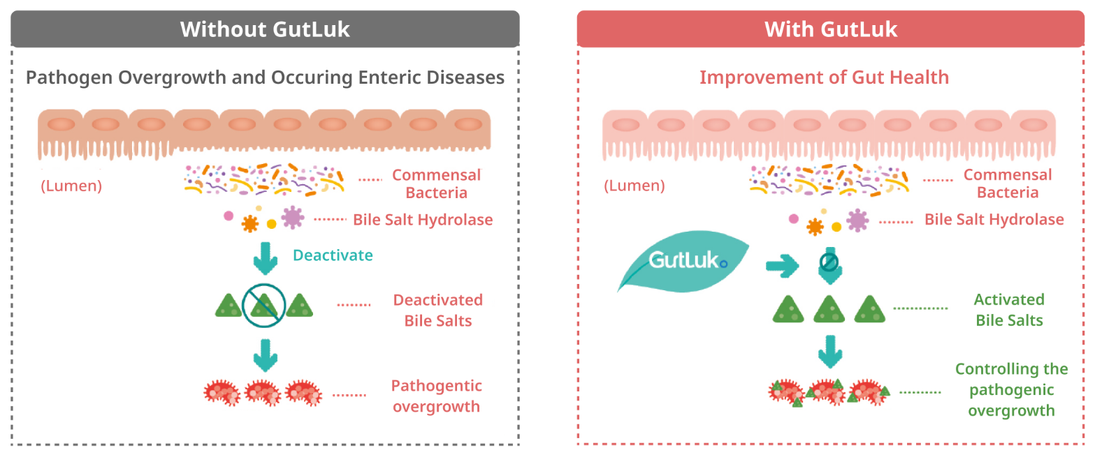 Without GutLuk와 With GutLuk 비교 작용기전 이미지